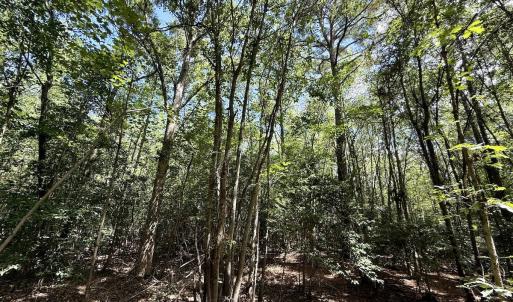 Photo #26 of Lot 3 Mobley Rd, Lucama, NC 15.8 acres