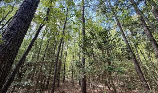 Photo #7 of Lot 3 Mobley Rd, Lucama, NC 15.8 acres
