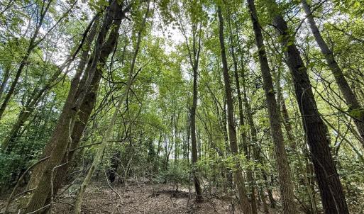 Photo #8 of Lot 3 Mobley Rd, Lucama, NC 15.8 acres