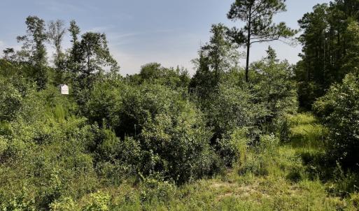 Photo #18 of Off of W Magnolia Lisbon Rd, Garland, NC 12.0 acres