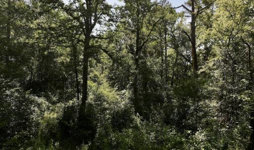 Photo #22 of Off of W Magnolia Lisbon Rd, Garland, NC 12.0 acres