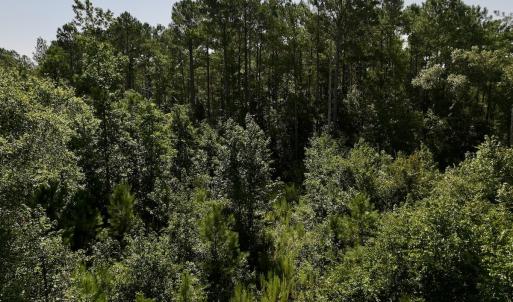 Photo #23 of Off of W Magnolia Lisbon Rd, Garland, NC 12.0 acres