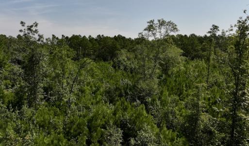 Photo #24 of Off of W Magnolia Lisbon Rd, Garland, NC 12.0 acres