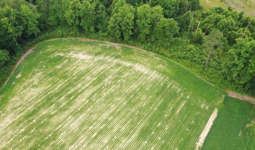 Photo #10 of Off of Beth Ln, Nichols, SC 45.5 acres