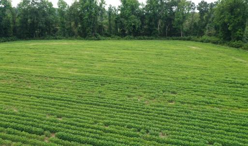 Photo #12 of Off of Beth Ln, Nichols, SC 45.5 acres