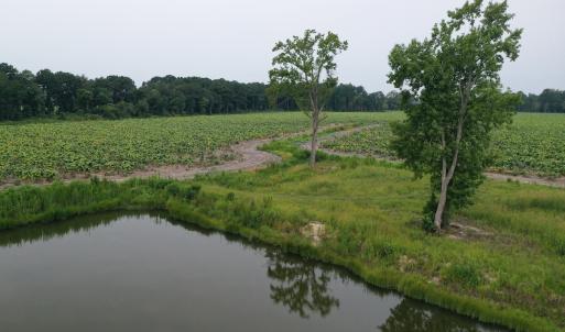 Photo #21 of Off of Beth Ln, Nichols, SC 45.5 acres