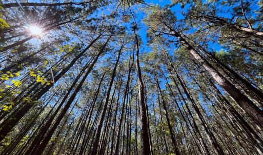 Photo #4 of Off of Cypress Chapel Rd Suffolk, Suffolk, VA 14.9 acres