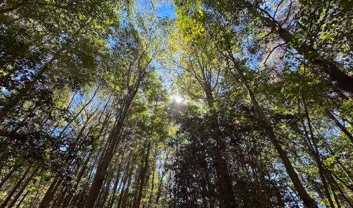 Photo #3 of Off of Cypress Chapel Rd, Whaleyville, VA 45.5 acres