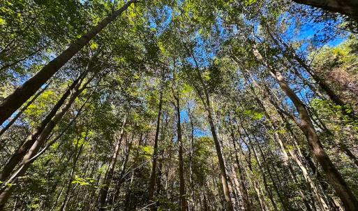 Photo #9 of Off of Cypress Chapel Rd, Whaleyville, VA 45.5 acres
