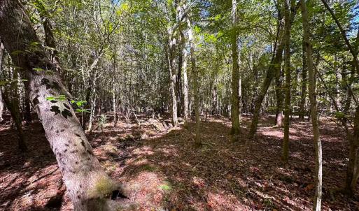 Photo #10 of Off of Cypress Chapel Rd, Whaleyville, VA 45.5 acres