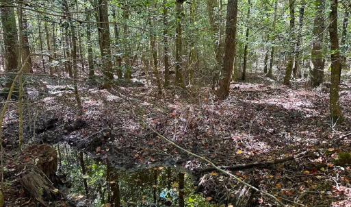 Photo #16 of Off of Cypress Chapel Rd, Whaleyville, VA 45.5 acres