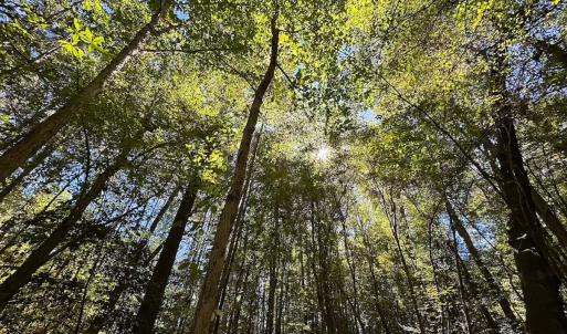Photo #19 of Off of Cypress Chapel Rd, Whaleyville, VA 45.5 acres