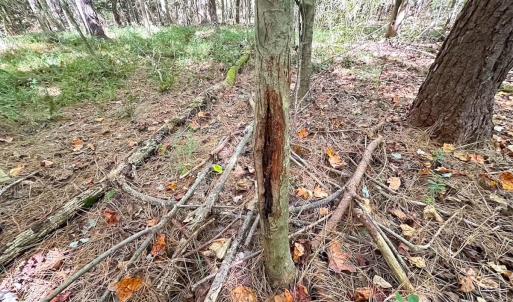 Photo #21 of Off of Cypress Chapel Rd, Whaleyville, VA 45.5 acres