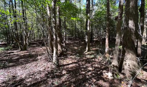 Photo #25 of Off of Cypress Chapel Rd, Whaleyville, VA 45.5 acres