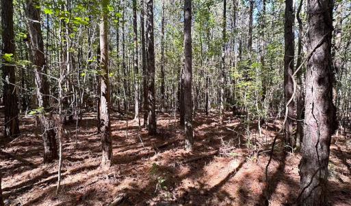 Photo #30 of Off of Cypress Chapel Rd, Whaleyville, VA 45.5 acres