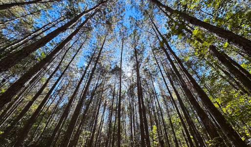 Photo #33 of Off of Cypress Chapel Rd, Whaleyville, VA 45.5 acres