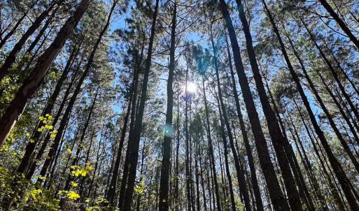 Photo #46 of Off of Cypress Chapel Rd, Whaleyville, VA 45.5 acres