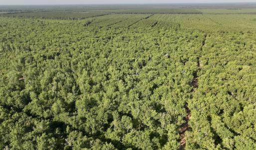 Photo #10 of Off Guinea Mill Rd, Ernul, NC 461.4 acres