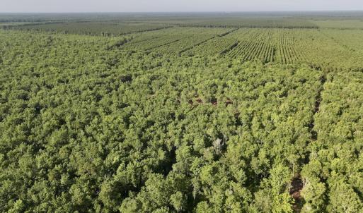 Photo #11 of Off Guinea Mill Rd, Ernul, NC 461.4 acres