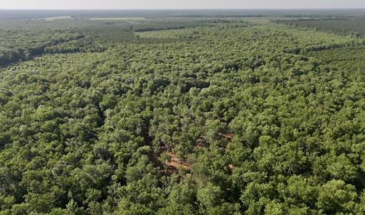 Photo #12 of Off Guinea Mill Rd, Ernul, NC 461.4 acres