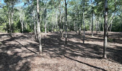 Photo #16 of Off Guinea Mill Rd, Ernul, NC 461.4 acres