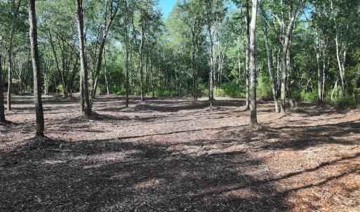 Photo #17 of Off Guinea Mill Rd, Ernul, NC 461.4 acres