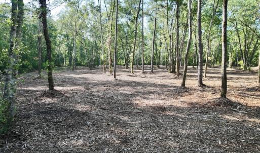 Photo #18 of Off Guinea Mill Rd, Ernul, NC 461.4 acres