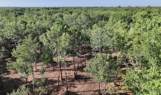 Photo #19 of Off Guinea Mill Rd, Ernul, NC 461.4 acres