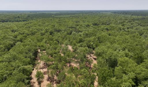 Photo #22 of Off Guinea Mill Rd, Ernul, NC 461.4 acres