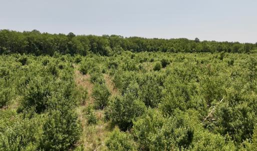 Photo #27 of Off Guinea Mill Rd, Ernul, NC 461.4 acres