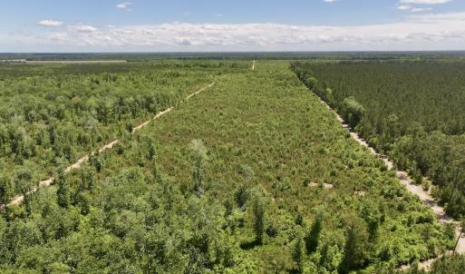 Photo #29 of Off Guinea Mill Rd, Ernul, NC 461.4 acres