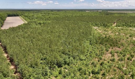 Photo #3 of Off Guinea Mill Rd, Ernul, NC 461.4 acres