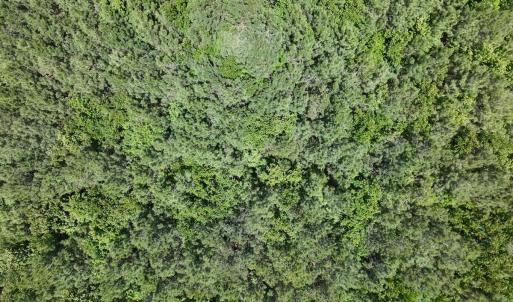 Photo #31 of Off Guinea Mill Rd, Ernul, NC 461.4 acres