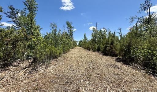 Photo #40 of Off Guinea Mill Rd, Ernul, NC 461.4 acres
