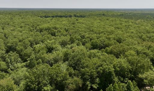 Photo #8 of Off Guinea Mill Rd, Ernul, NC 461.4 acres