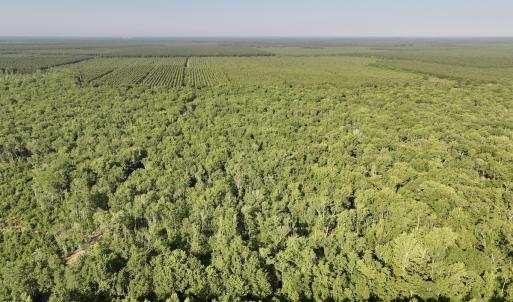 Photo #9 of Off Guinea Mill Rd, Ernul, NC 461.4 acres