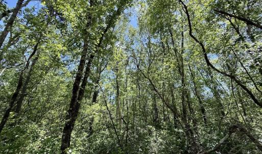 Photo #42 of Off Guinea Mill Rd, Ernul, NC 461.4 acres