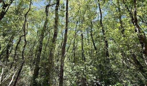 Photo #43 of Off Guinea Mill Rd, Ernul, NC 461.4 acres