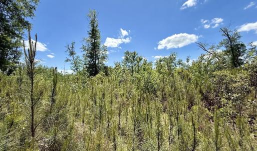 Photo #44 of Off Guinea Mill Rd, Ernul, NC 461.4 acres