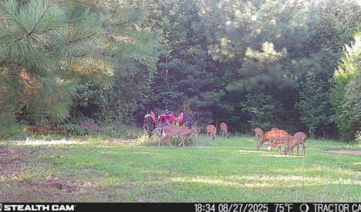 Photo #10 of Off of Reed Rd, South Hill, VA 59.6 acres