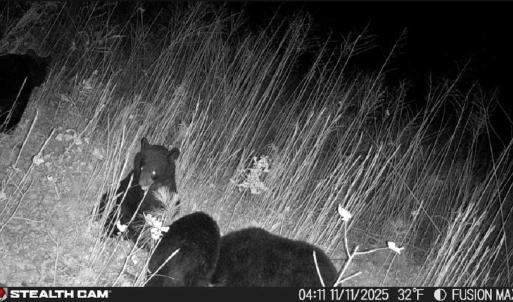 Photo #14 of Off of Reed Rd, South Hill, VA 59.6 acres