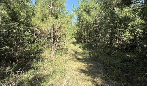Photo #15 of Off of Reed Rd, South Hill, VA 59.6 acres