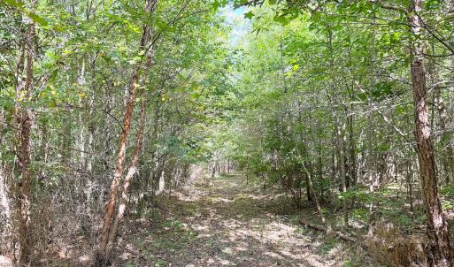Photo #16 of Off of Reed Rd, South Hill, VA 59.6 acres