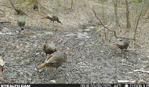 Photo #18 of Off of Reed Rd, South Hill, VA 59.6 acres