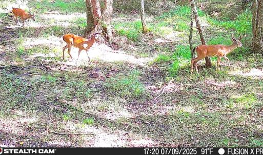 Photo #19 of Off of Reed Rd, South Hill, VA 59.6 acres
