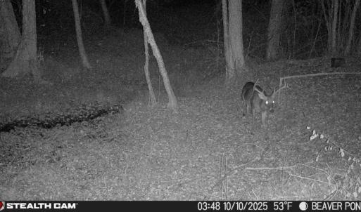 Photo #20 of Off of Reed Rd, South Hill, VA 59.6 acres