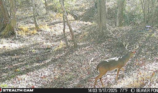 Photo #21 of Off of Reed Rd, South Hill, VA 59.6 acres