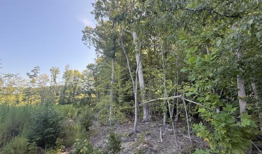 Photo #27 of Off of Reed Rd, South Hill, VA 59.6 acres