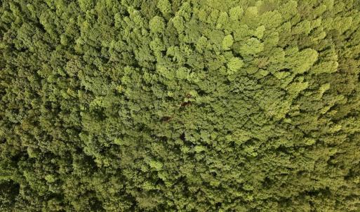 Photo #14 of Lot 2 Mobley Rd, Lucama, NC 12.8 acres