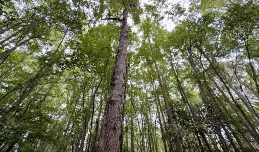 Photo #16 of Lot 2 Mobley Rd, Lucama, NC 12.8 acres